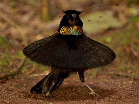 The Vocalizations of Birds of Paradise: Songs of a Magical Forest